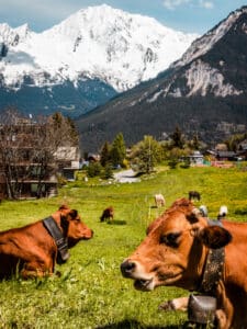 Jardin d'Angèle | ©Courchevel Tourisme, vaches dans les montagnes